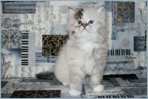 Male Siberian Kitten from Deedlebug Siberians